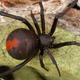 Una araña de lomo rojo